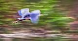 Heron In Flight_P1140851